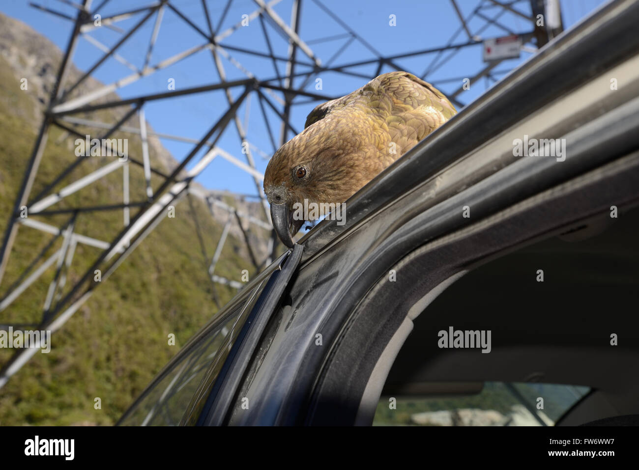 Nuova Zelanda pappagallo alpino, Kea, Nestor notabilis, picking in gomma sul finestrino di un'automobile Foto Stock