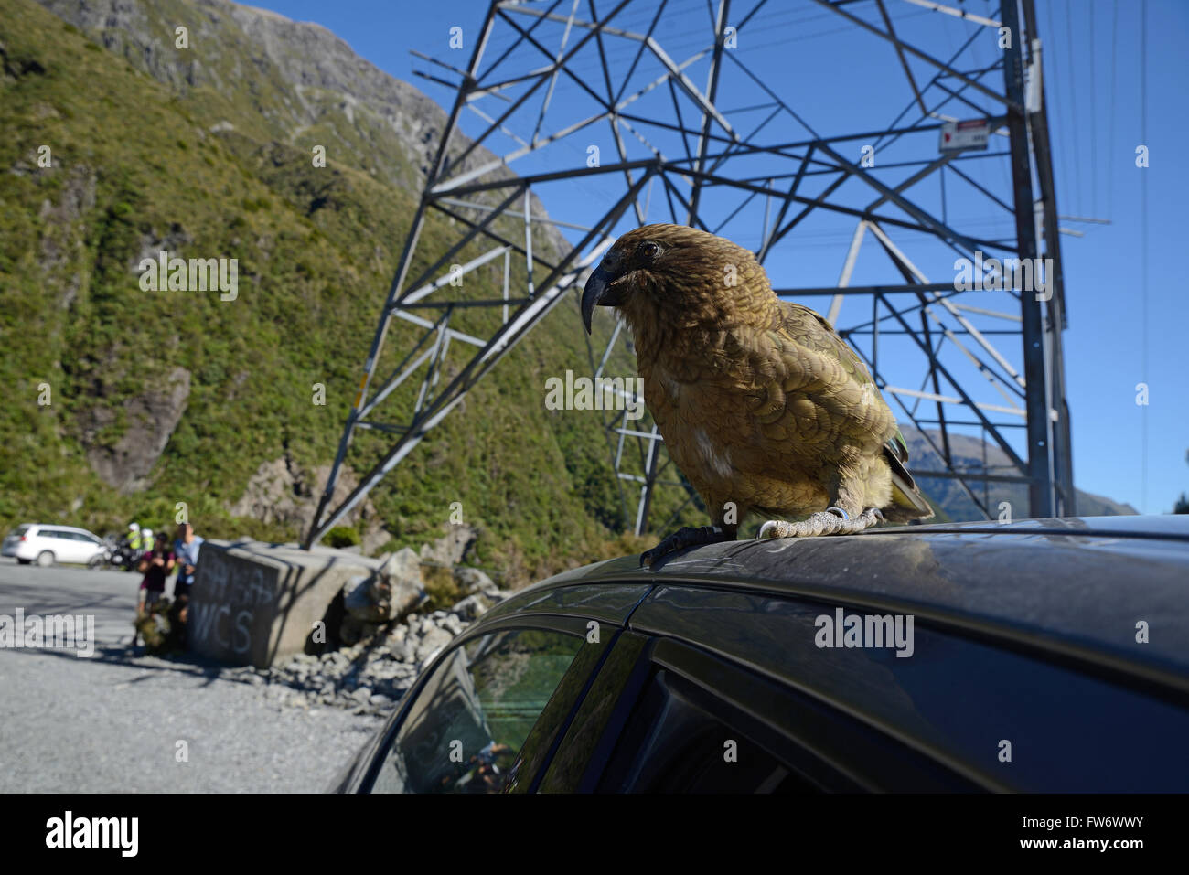 Nuova Zelanda pappagallo alpino, Kea, Nestor notabilis, seduto su di una vettura a Arthurs Pass National Park, per la gioia dei turisti Foto Stock