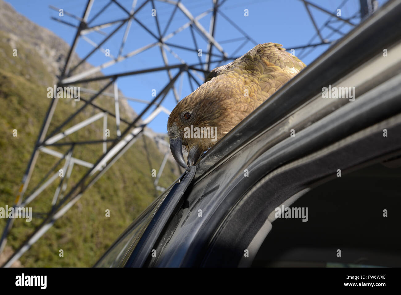 Nuova Zelanda pappagallo alpino, Kea, Nestor notabilis, picking in gomma sulla portiera di una macchina di Arthur's Pass Parco Nazionale Foto Stock