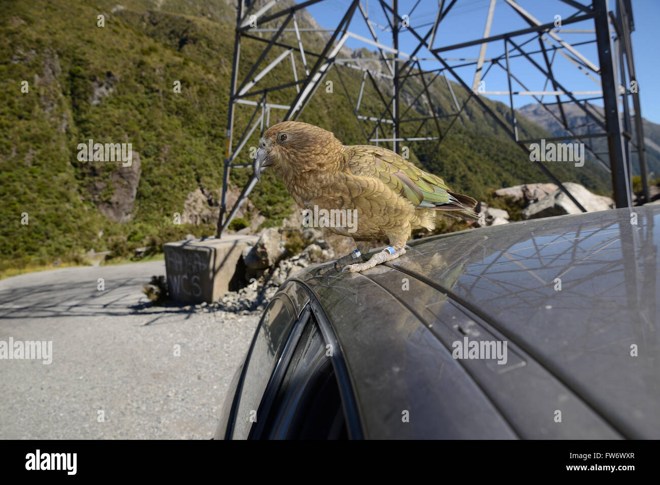 Nuova Zelanda pappagallo alpino, Kea, Nestor notabilis, seduto su di una vettura a Arthurs Pass National Park, per la gioia dei turisti Foto Stock