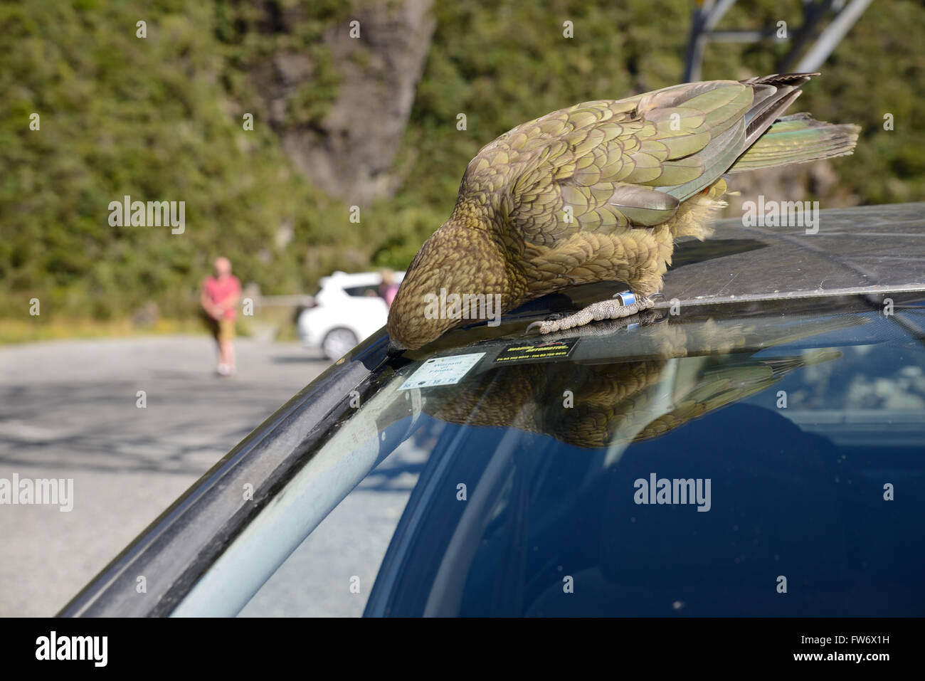 ARTHUR'S PASS, Nuova Zelanda, 6 febbraio 2016: Nuova Zelanda pappagallo alpino, Kea, picking in gomma su di un parabrezza di automobile Foto Stock