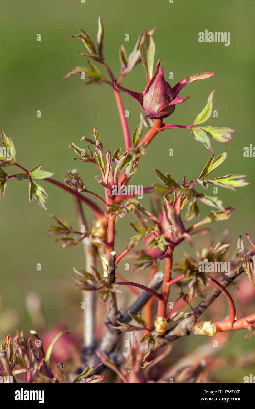 Peonie degli alberi Paeonia suffruticosa, appena fogliame che si allontana nelle prime foglie di peonia primaverile Foto Stock