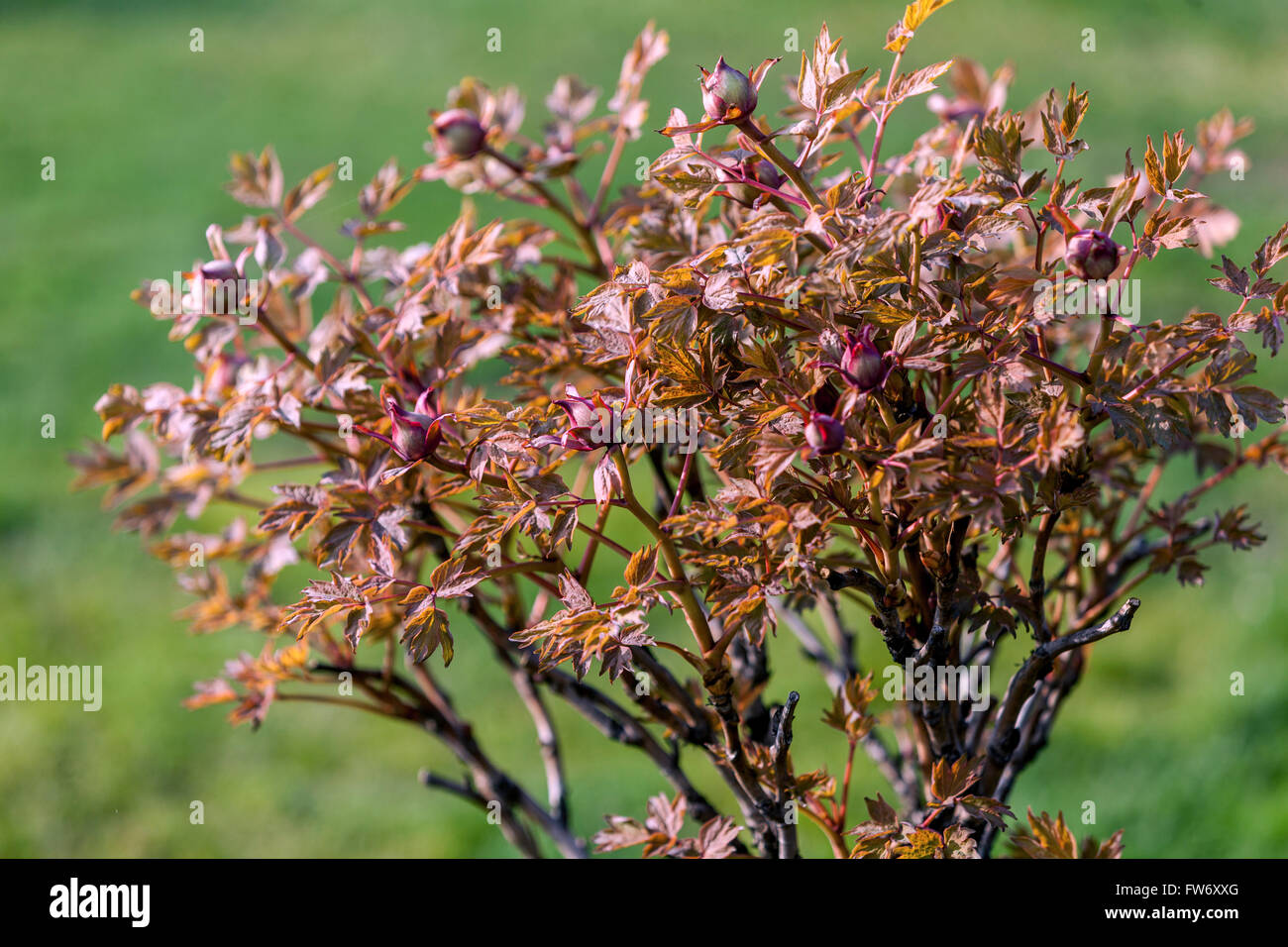 Albero di peonie Paeonia suffruticosa, di recente il fogliame germogliare in primavera, Peonia fogliame esce Foto Stock
