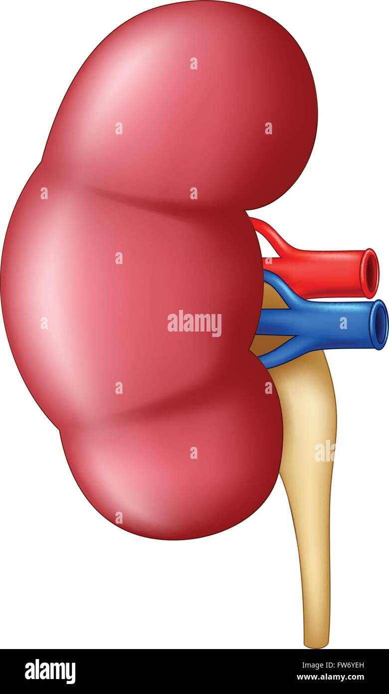 Umano anatomia del rene isolato su sfondo bianco Illustrazione Vettoriale