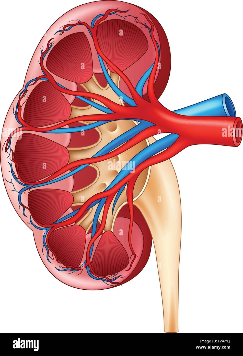 Illustrazione di umane rene interna anatomia Illustrazione Vettoriale