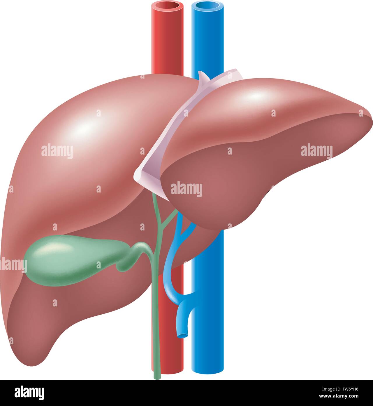 Illustrazione di fegato umano e della cistifellea Illustrazione Vettoriale