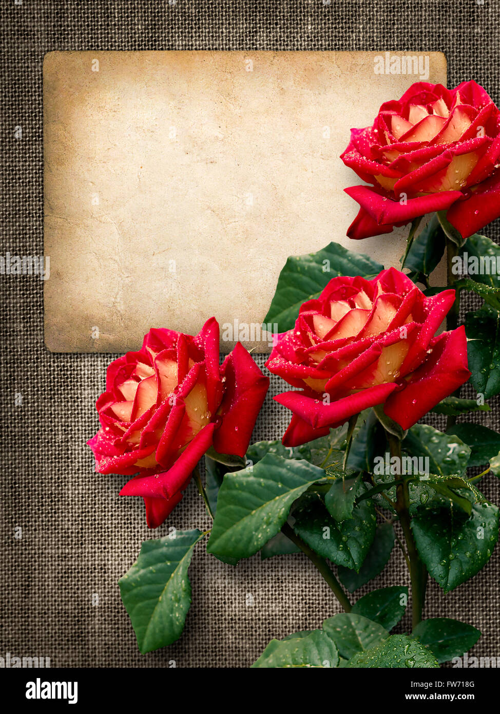 Carta per un invito o un complimento con rose rosse in stile vintage Foto Stock