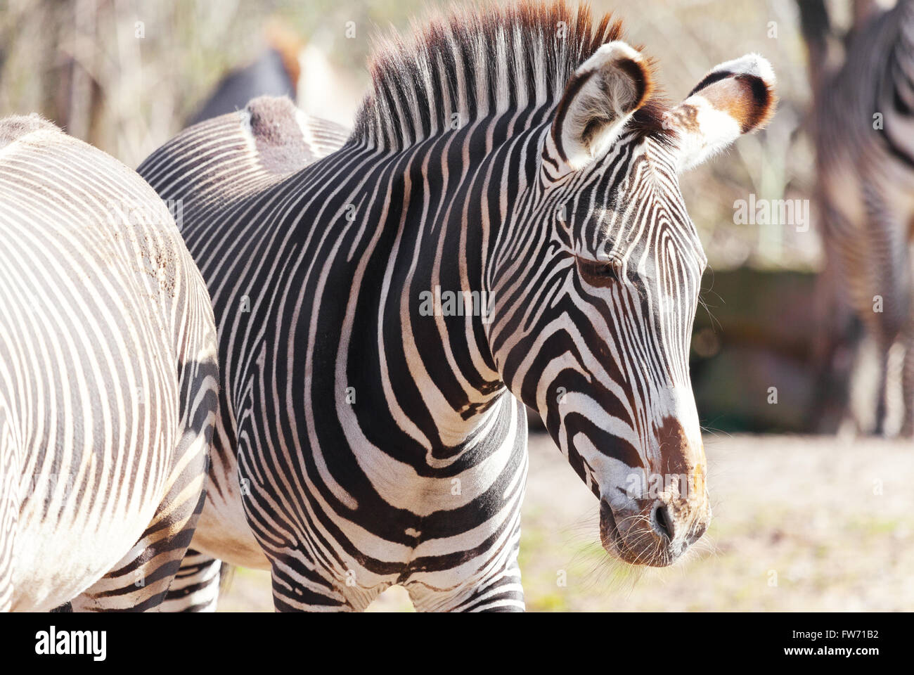 Zebra guarda a destra Foto Stock