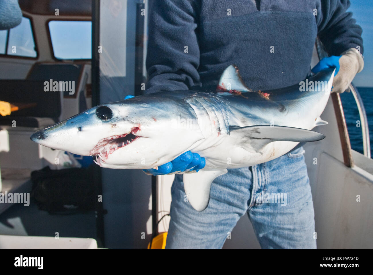 Un squalo mako essendo trattenuto su una barca con il ampullai o lorenzini mostrato chiaramente. Foto Stock