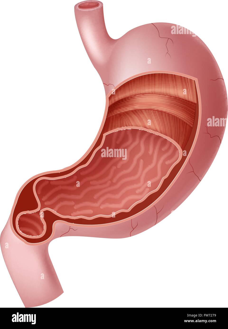 Illustrazione di umana interna Anatomia dello stomaco Illustrazione Vettoriale
