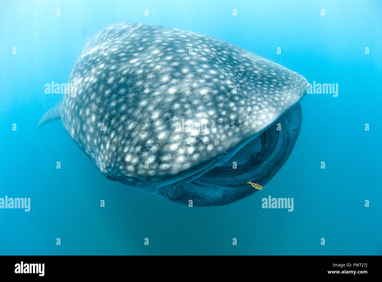 Ampio angolo di un Rhincodon typus nuoto passato graziosamente con un piccolo pesce giallo ad essa allegati Foto Stock