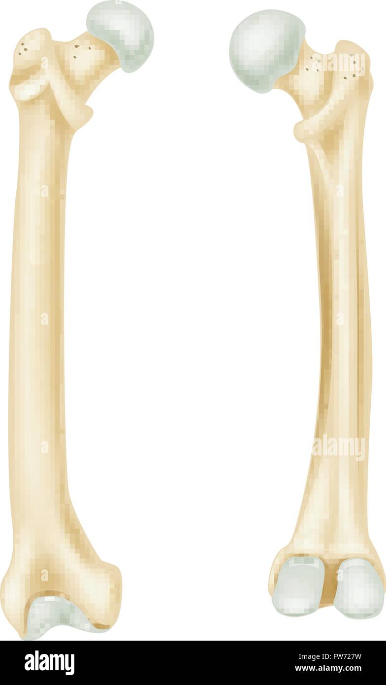 Illustrazione di un osso umano anatomia Illustrazione Vettoriale