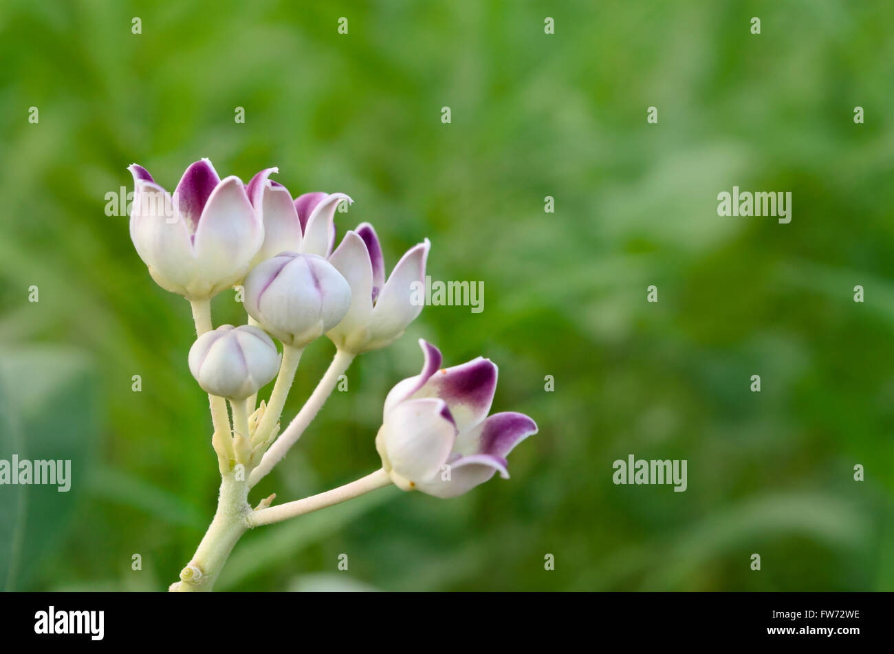 Calotropis procera fiori Foto Stock