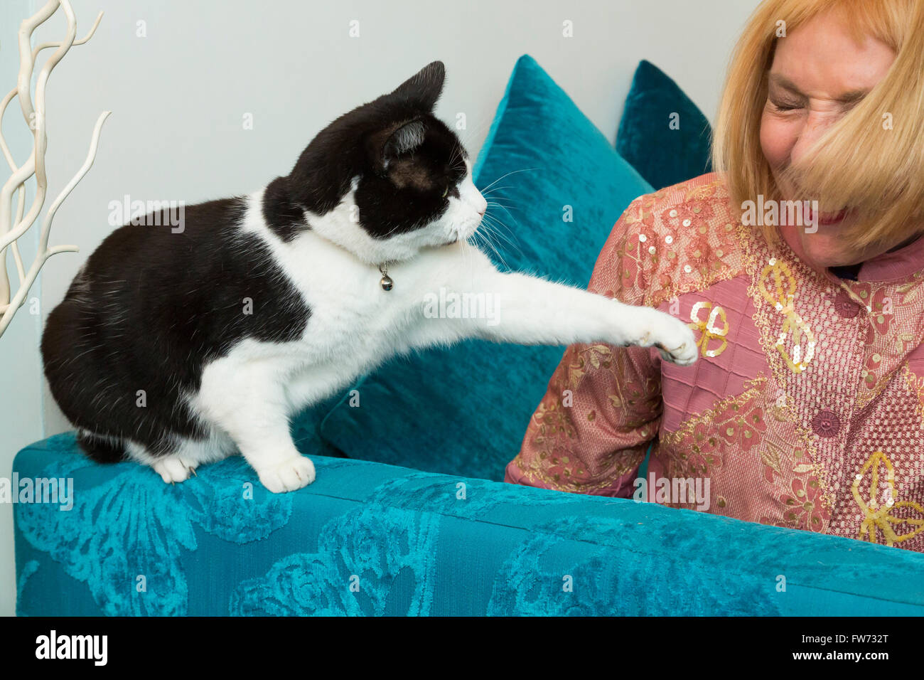 La donna che gioca con un gatto di casa Foto Stock