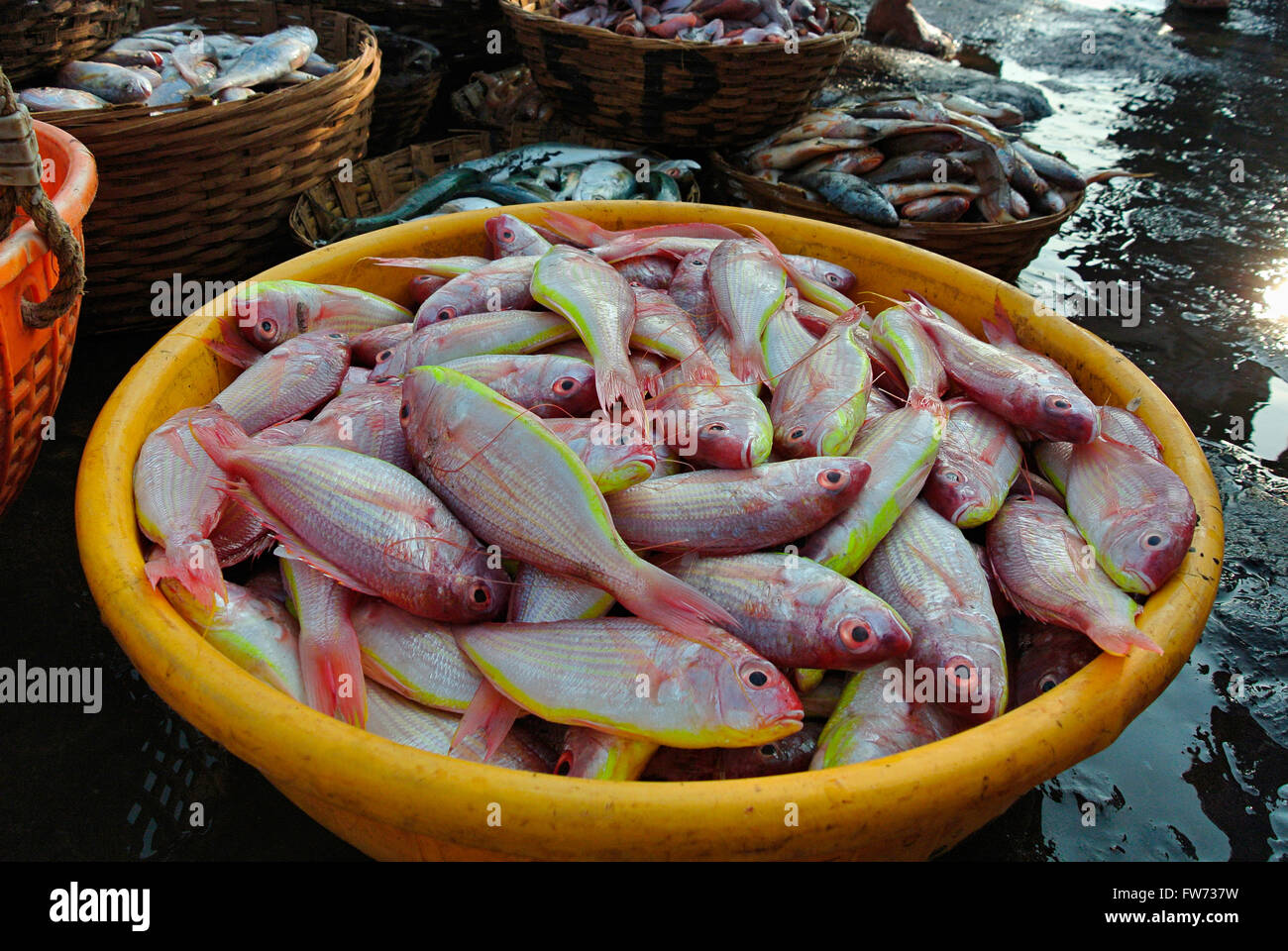 Pesci, red snapper mantenuta per la vendita nel mercato del pesce, harney village, konkan, India Foto Stock