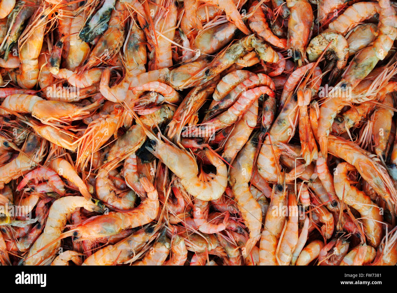 Materie gamberoni, Dapoli, Maharashtra, India Foto Stock