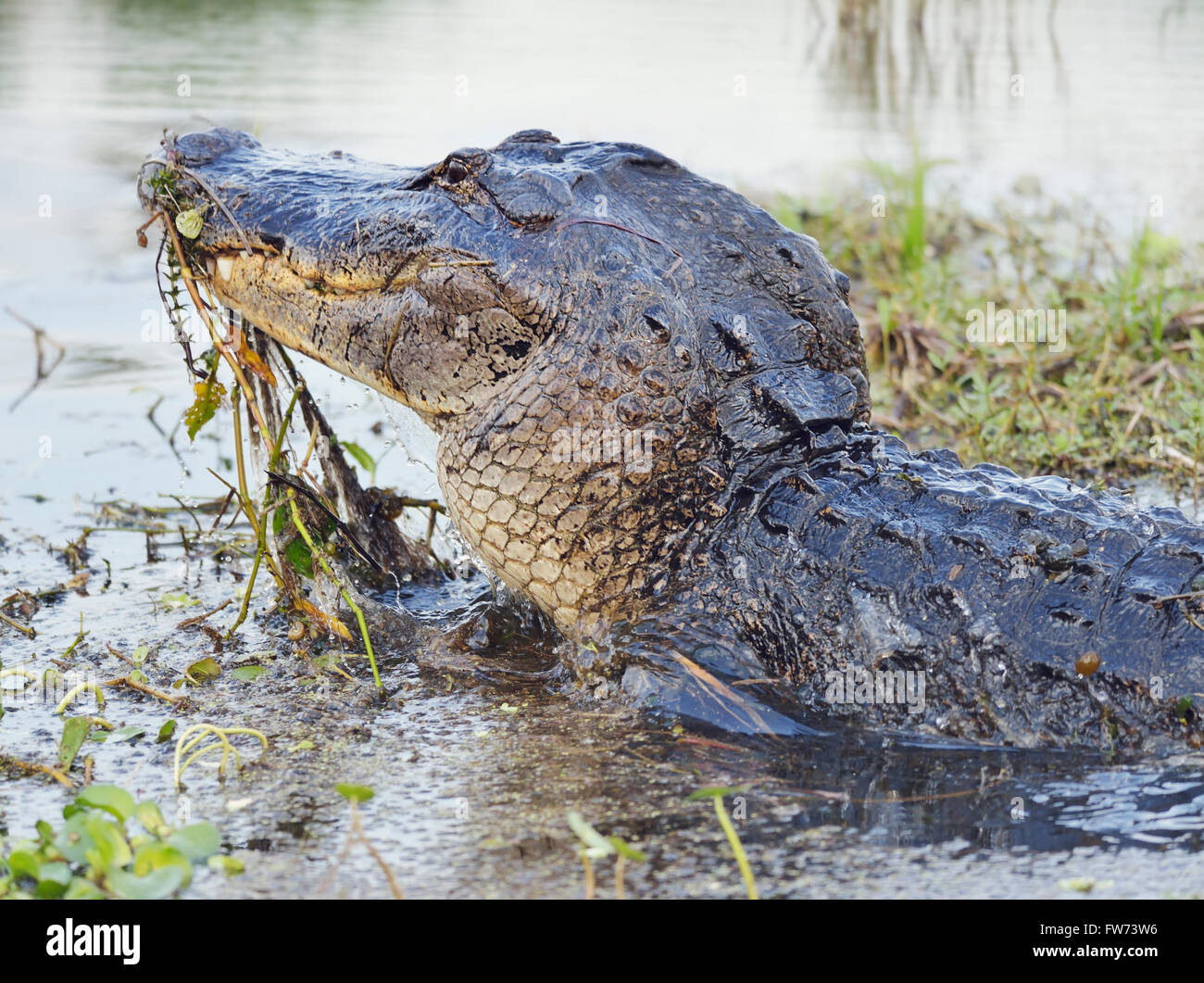 Selvatica Florida Alligator salta fuori di acqua Foto Stock