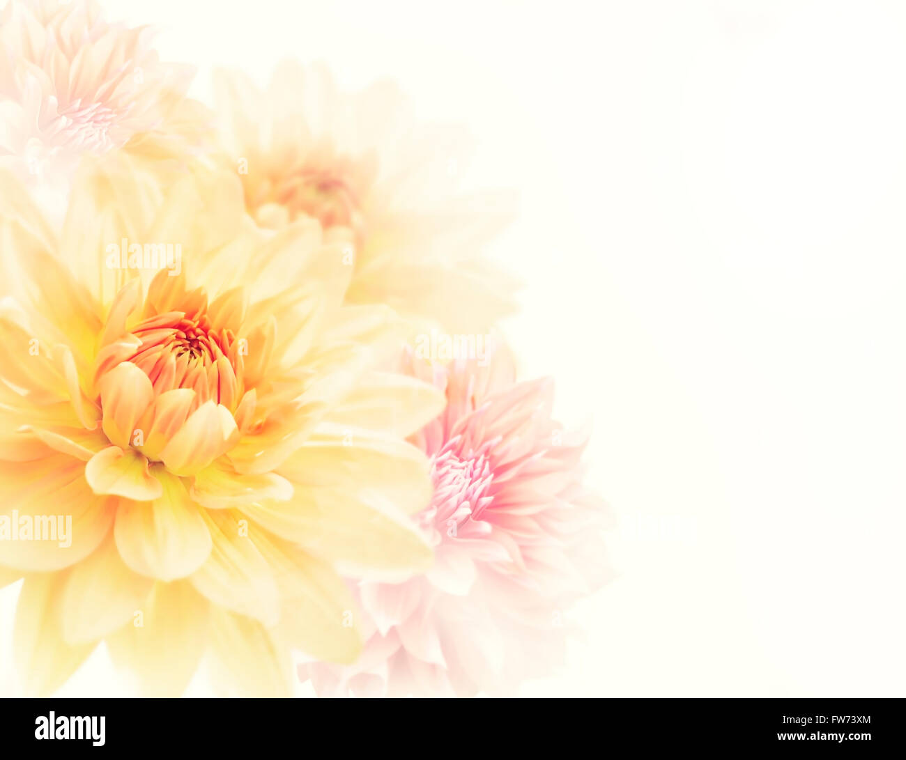 Dahlia fiori vicino fino ,soft focus Foto Stock