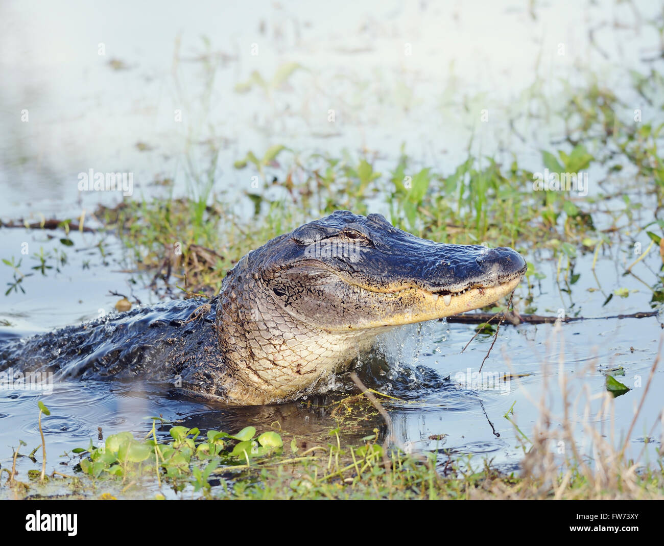 Selvatica Florida Alligator salta fuori di acqua Foto Stock
