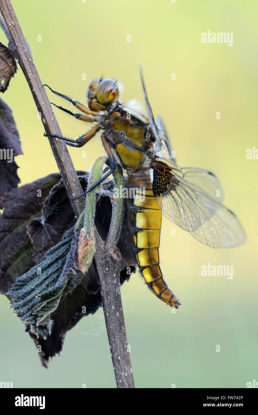 Dettagli di Chaser dal corpo ampio ( Libellula depressa ), libellula, primo piano, arroccato su una pianta secca, dettagliato macro corpo, fauna selvatica, Europa. Foto Stock