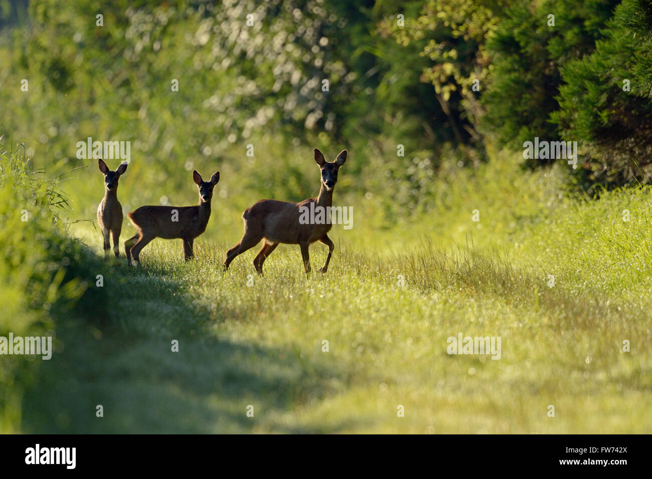 Roe Deer / Reh ( Capreolus capreolus ), femmina adulta, che conduce due fawn lungo il bordo di una foresta su praterie, fauna selvatica, Europa. Foto Stock