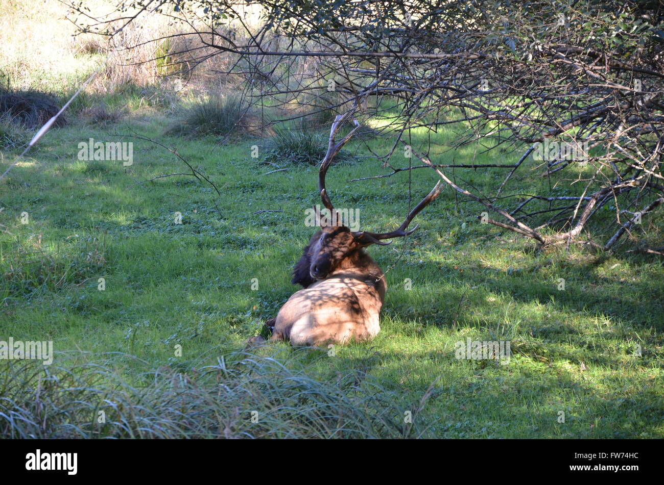 Un Roosevelt Elk in Elk Prato di Prairie Creek Redwoods State Park, Orick, California USA Foto Stock