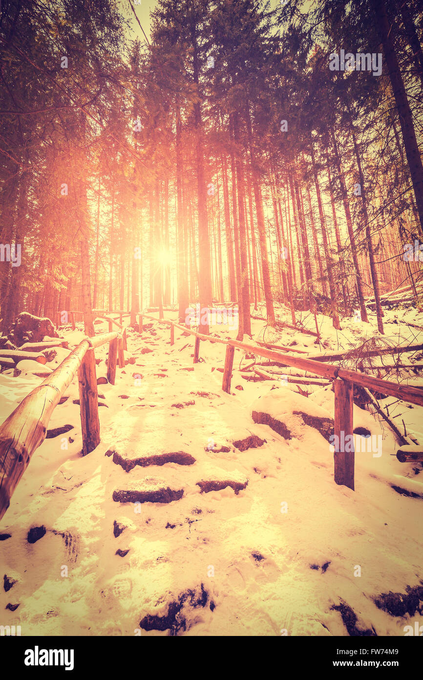 Vintage stilizzata tramonto nella foresta misteriosa con raggi di sole e lunghe ombre sulla neve. Foto Stock