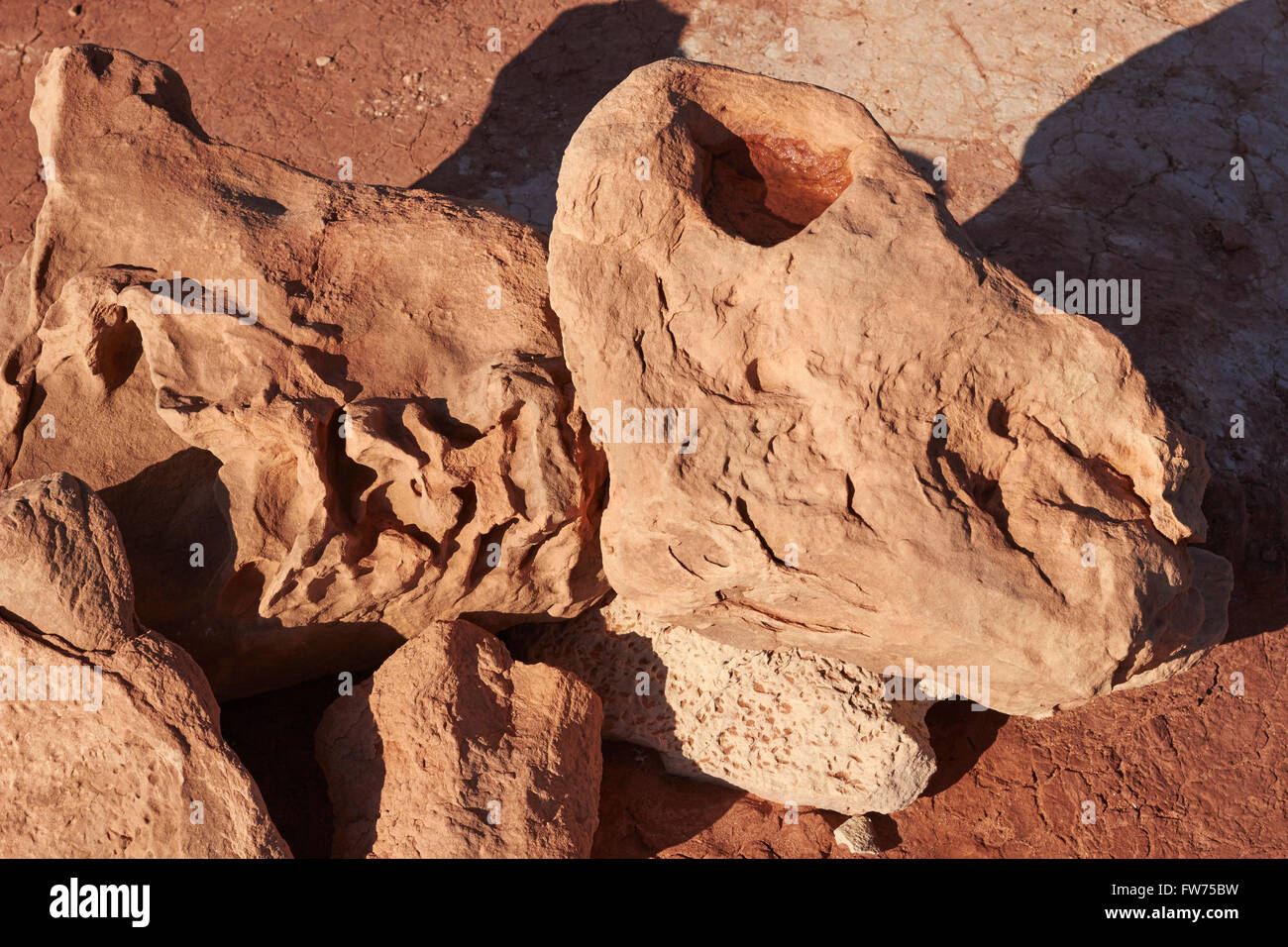 Fossili di dinosauro cranio, Navajo Nation, Tuba City, Arizona, Stati Uniti d'America Foto Stock