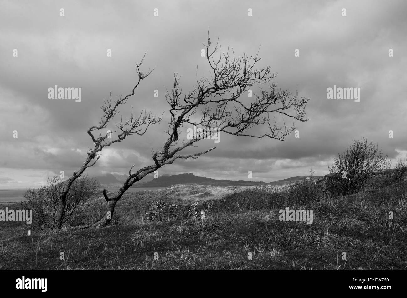 Alberi Kilmory, a Ardnamurchan, Scozia Fotografia di marc marnie i diritti mondiali Foto Stock