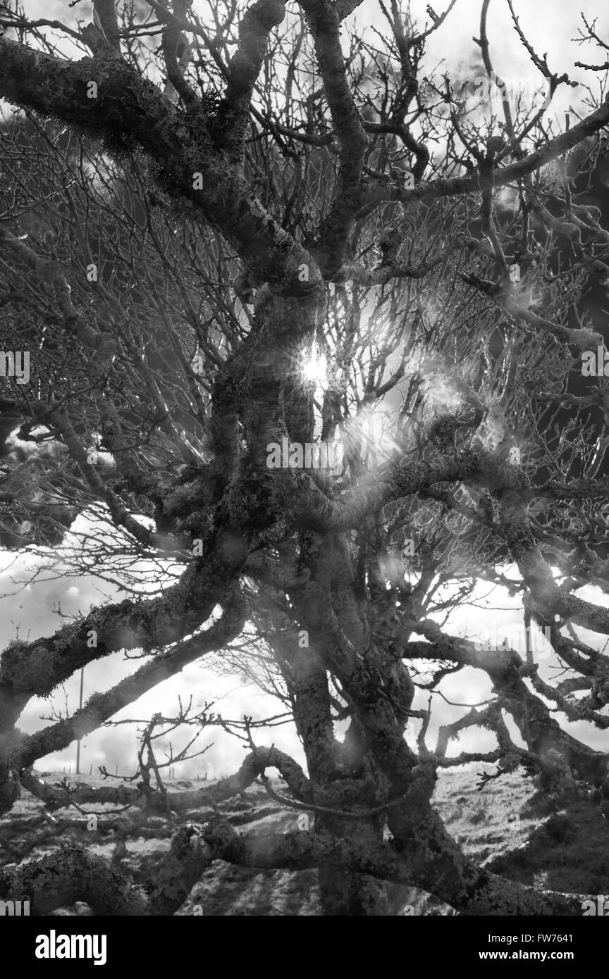 Tree Kilmory, a Ardnamurchan, Scozia Fotografia di marc marnie i diritti mondiali Foto Stock