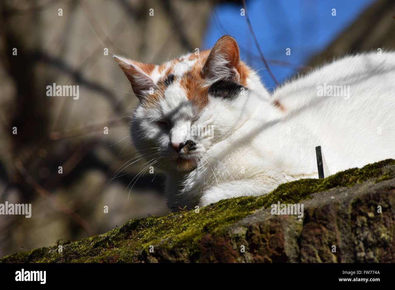 Gatto freddo. Foto Stock