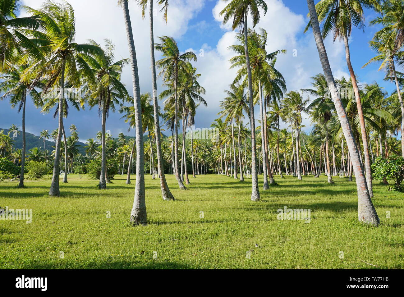 Palme di cocco piantagione in Huahine isola, Polinesia Francese Foto Stock