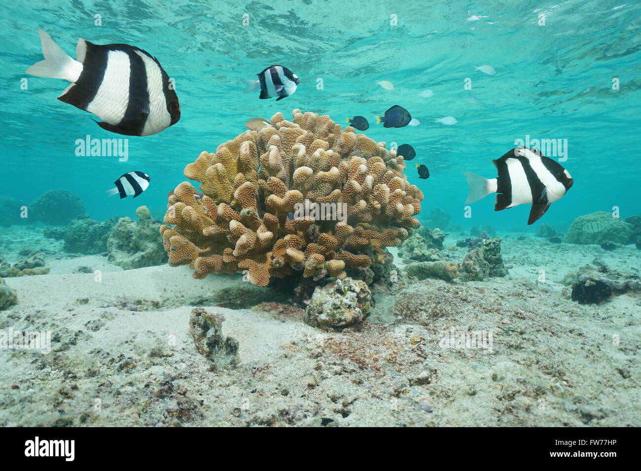 Pesce tropicale culbianco dascyllus castagnole con cavolfiore coral in laguna, Moorea, oceano pacifico, Polinesia Francese Foto Stock