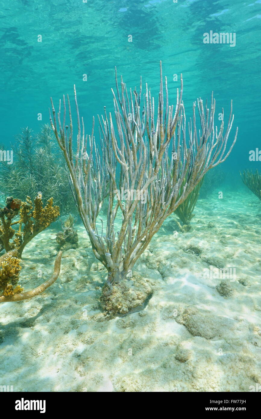 Vita sottomarina, poroso asta del mare di corallo, Pseudoplexaura porosa, su un fondale poco profondo, Mar dei Caraibi Foto Stock