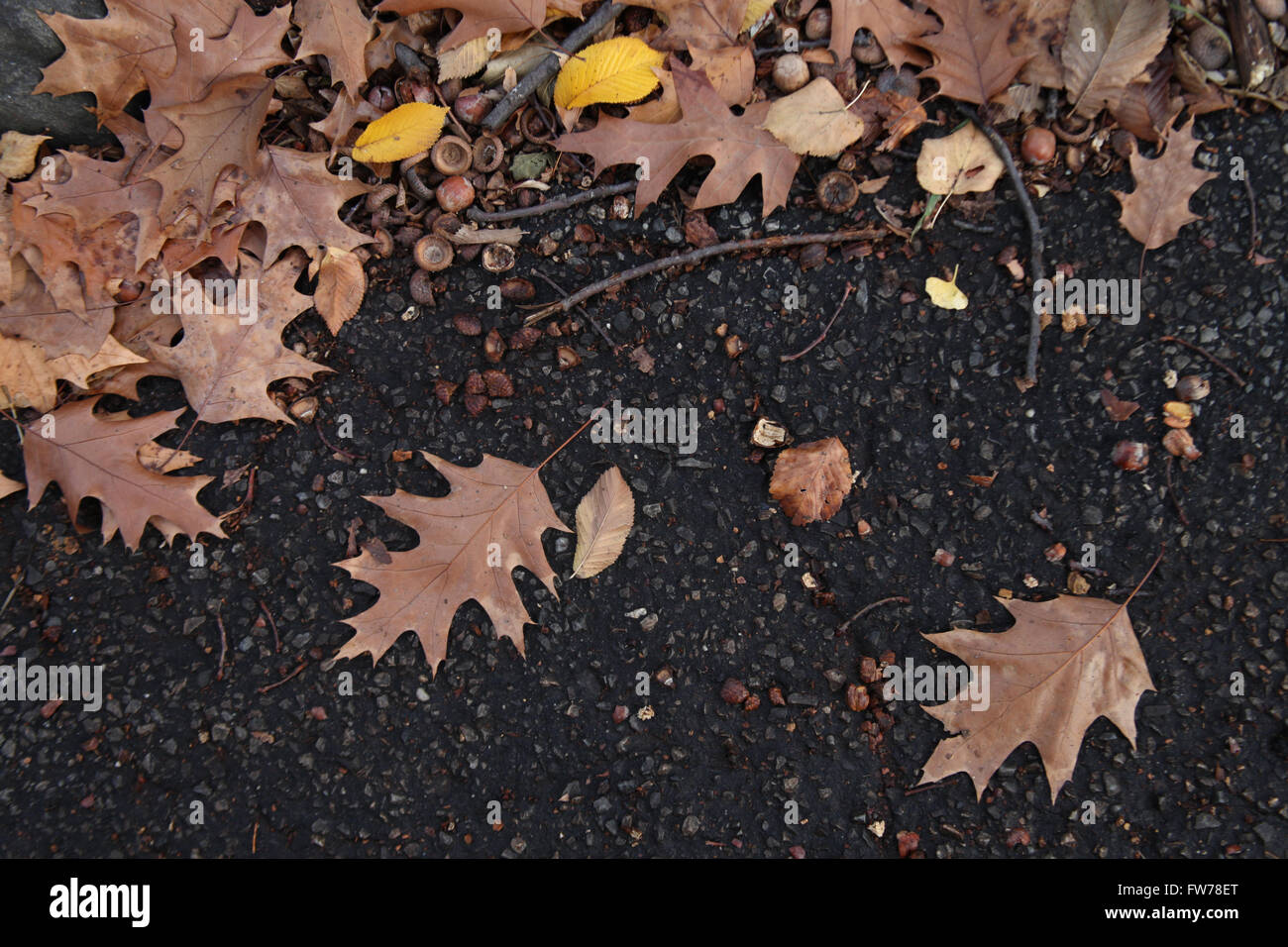 Foglie di autunno a terra Foto Stock