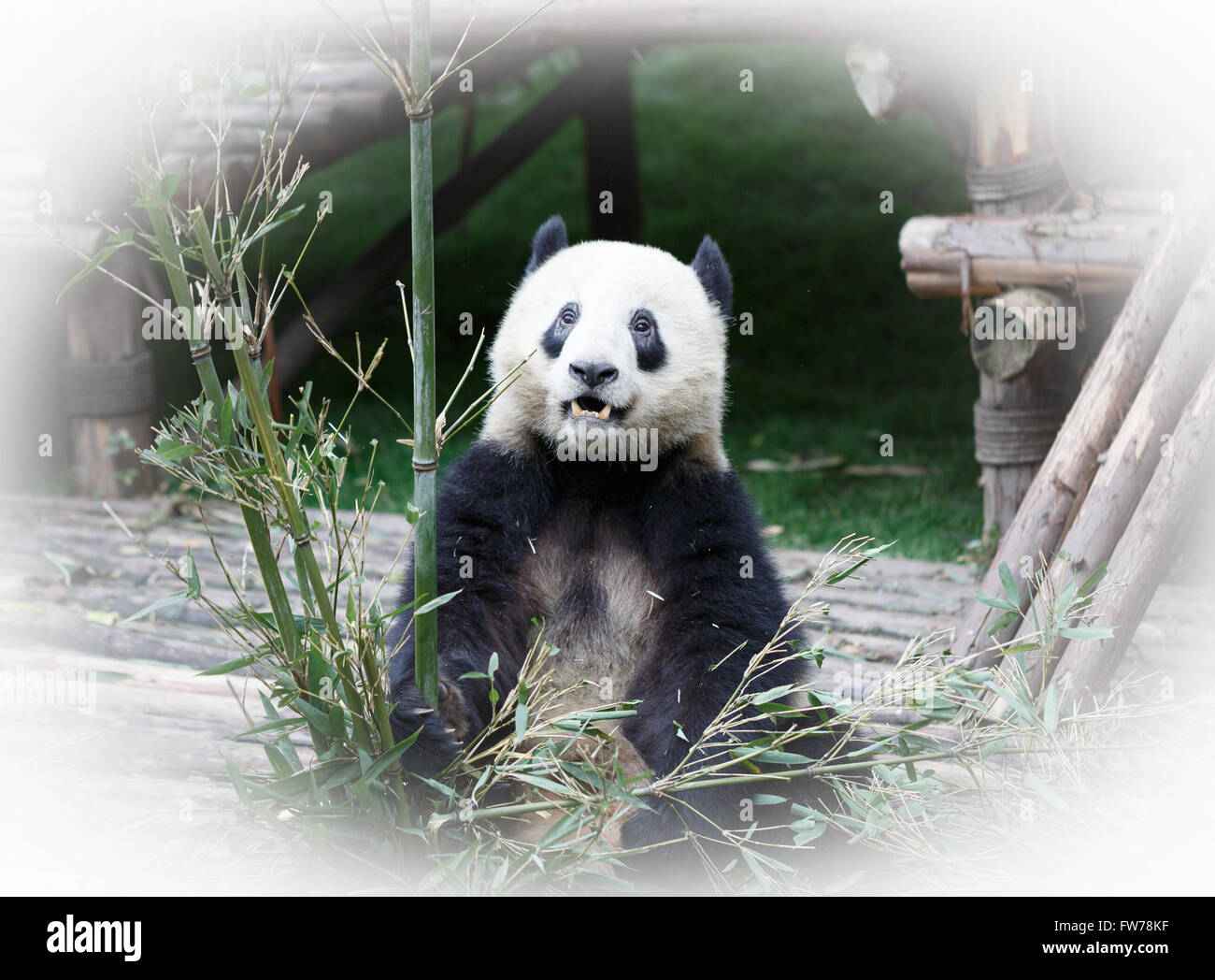 Un panda seduto a terra in un daze, Foto Stock