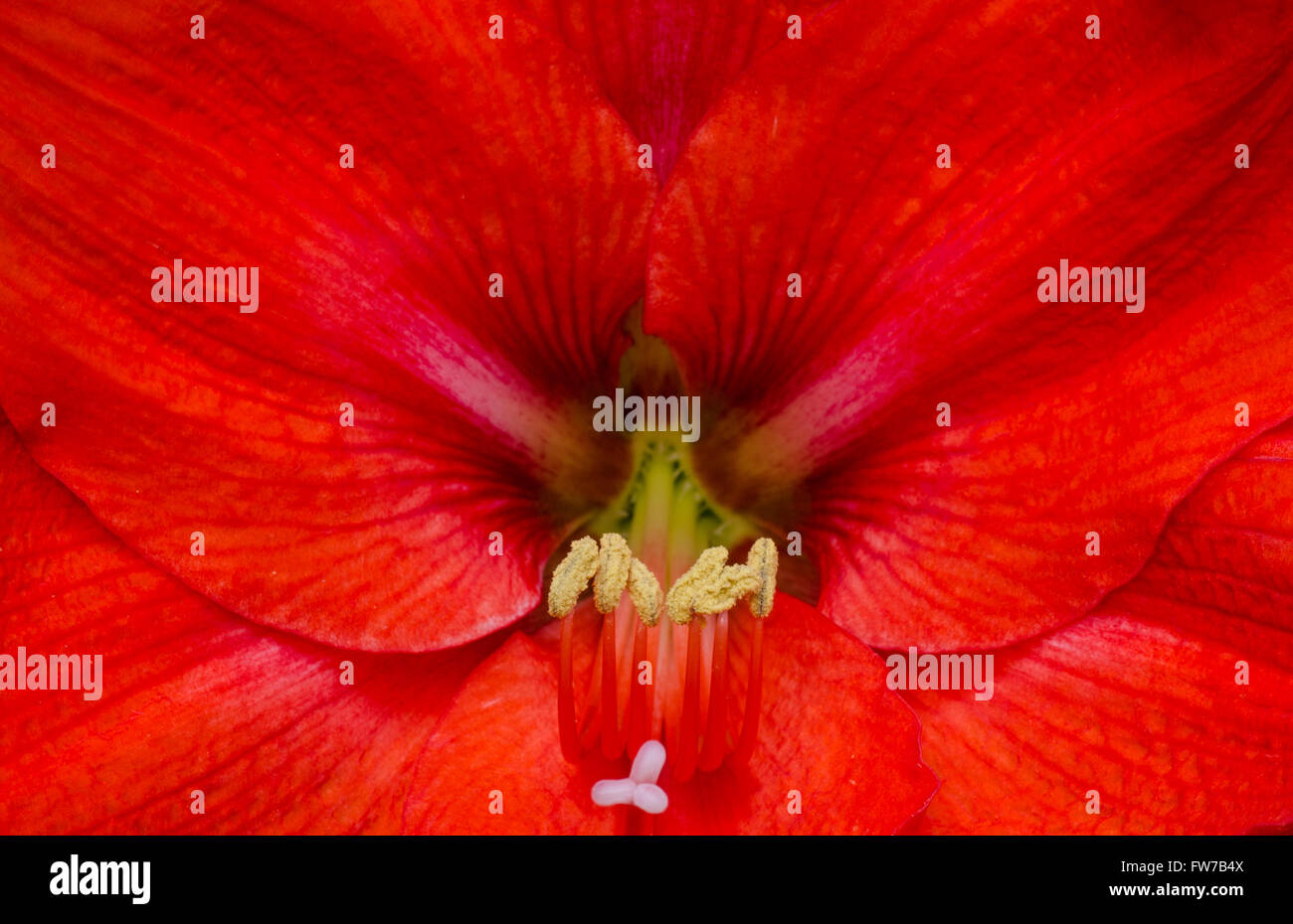 Fantastica rosso Hippeastrum flower Foto Stock