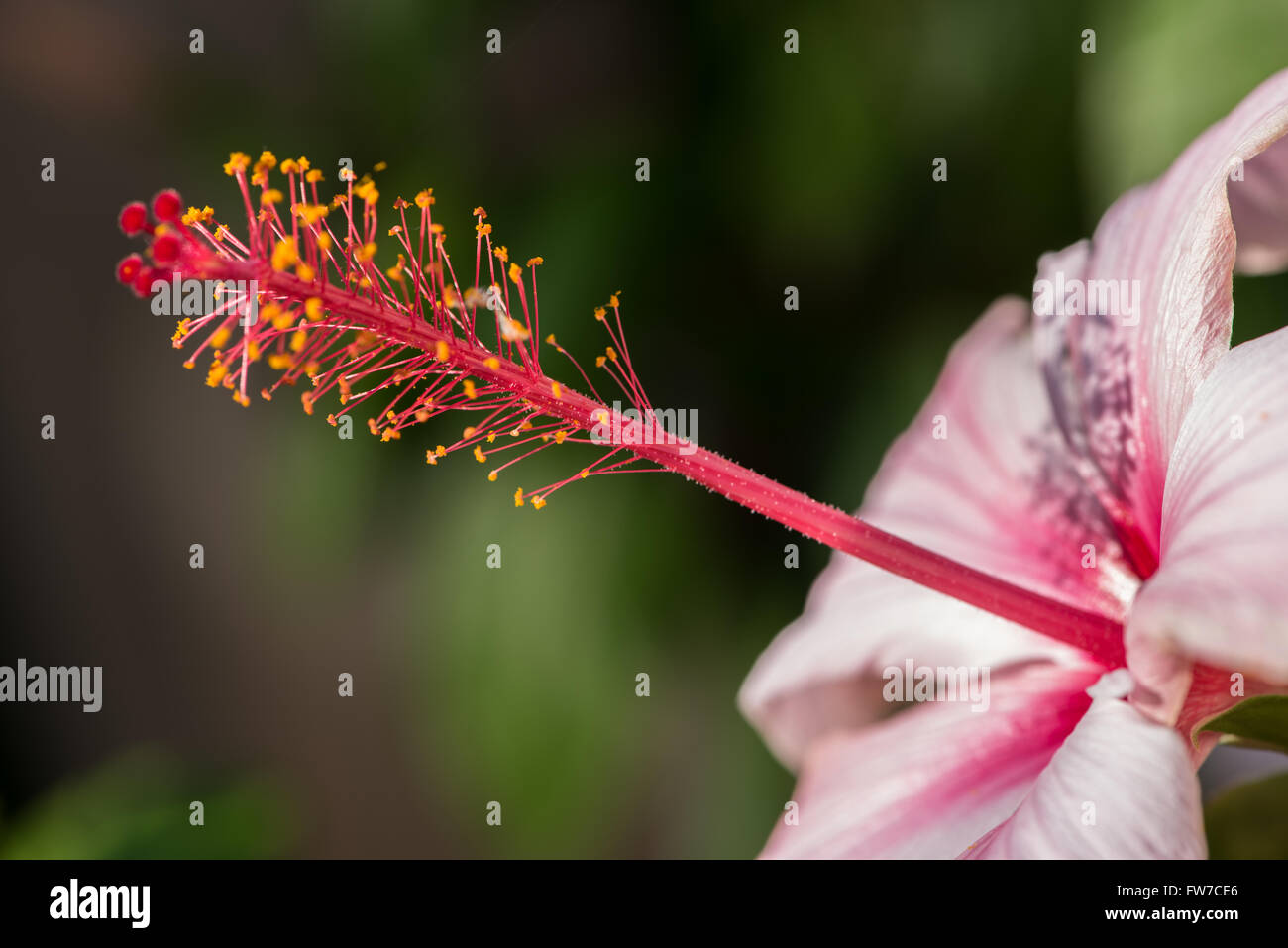 Primo piano di una rosa di fiori di ibisco Foto Stock
