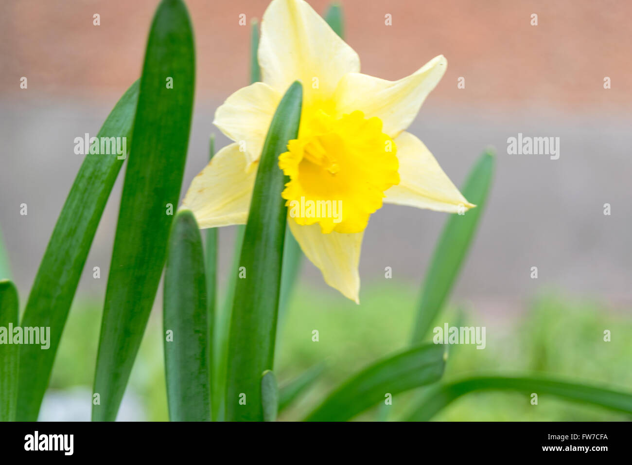 Una bella immagine che mostra le fasi di fiori sotto la fioritura. Foto Stock