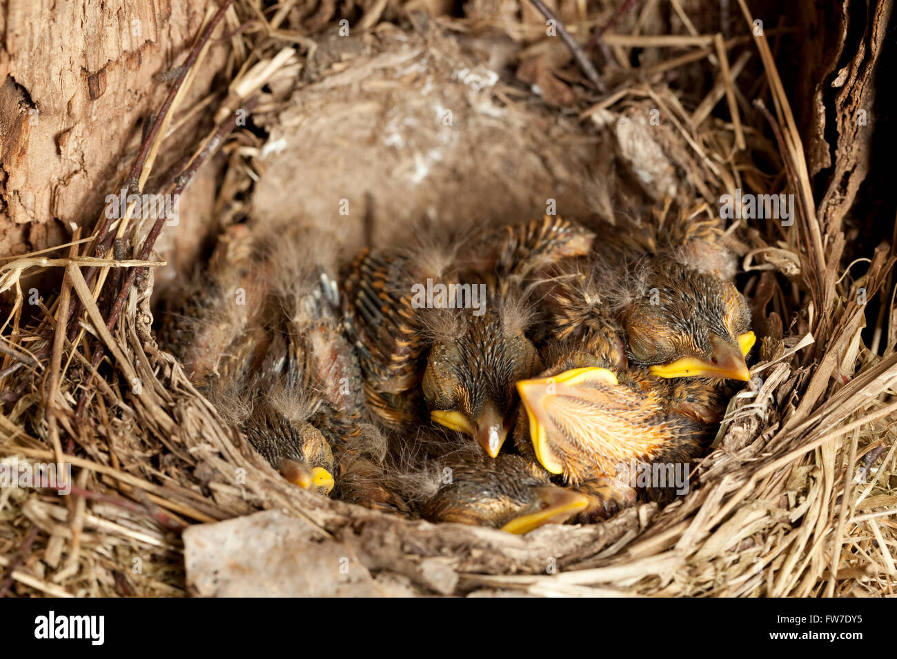 Giovane merlo annidata (Turdus merula) nel nido Foto Stock