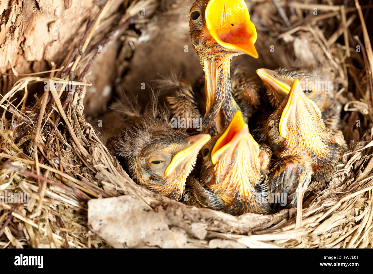 Giovane merlo annidata (Turdus merula) nel nido Foto Stock