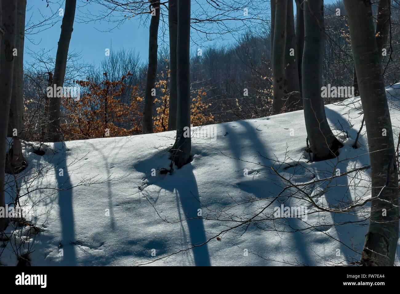 Foreste di montagna con la neve in inverno Foto Stock