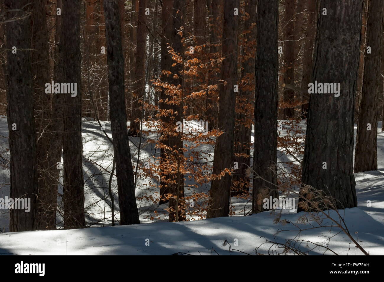 Foreste di montagna con la neve in inverno Foto Stock