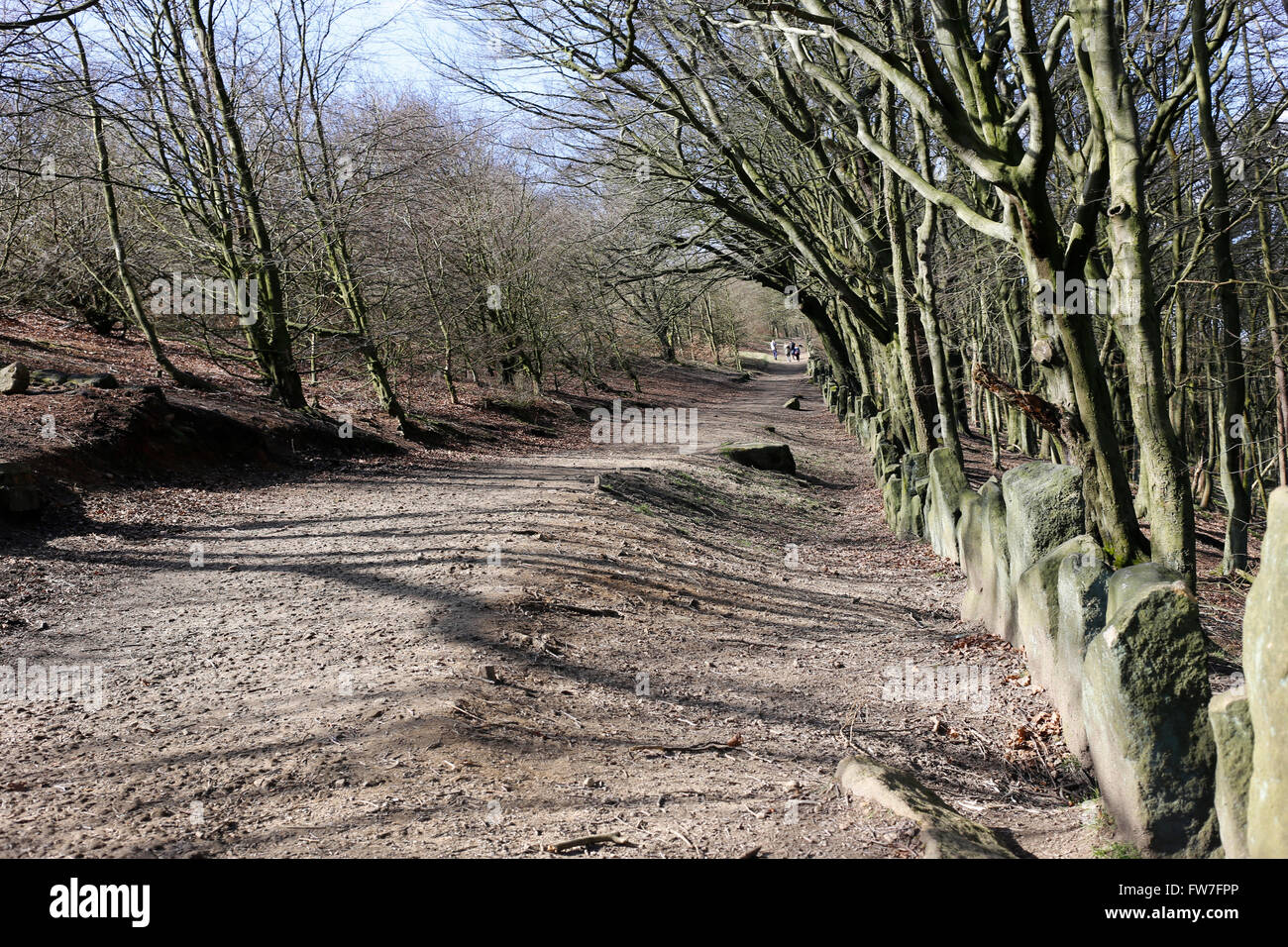 Chevin boschi, a Chevin Forest Park, Otley, West Yorkshire. Foto Stock