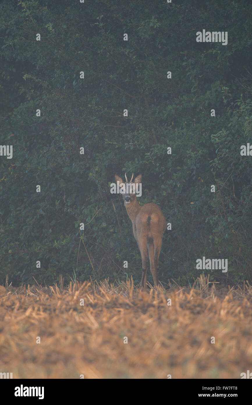 Roe Deer ( Capreolus capreolus ), giovane maschio, ai margini di un campo di stoppia, vicino a una siepe, mattina presto, bella atmosfera, fauna selvatica, Europa. Foto Stock
