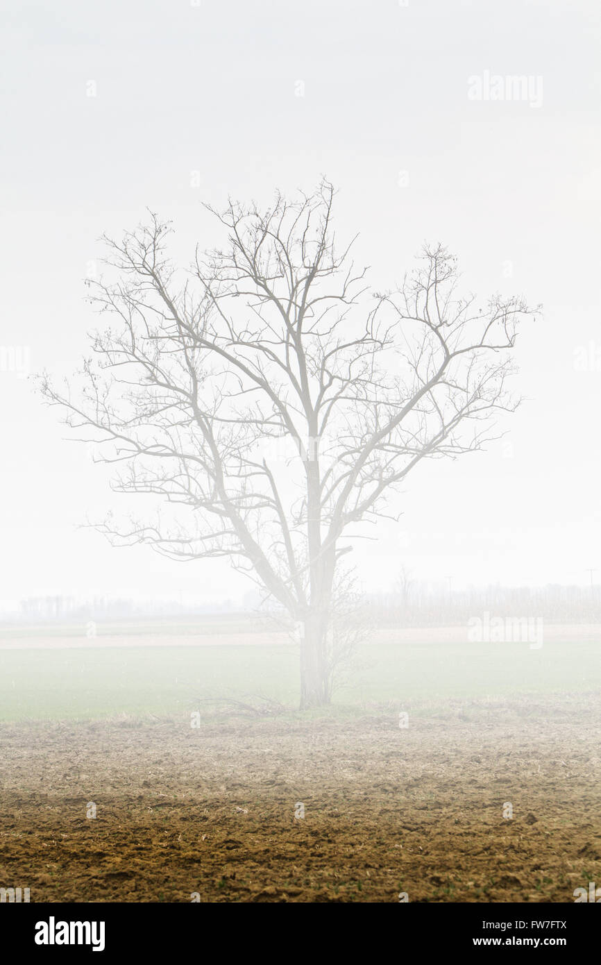 albero nella nebbia Foto Stock