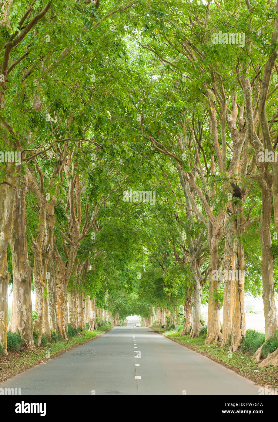 Una strada alberata in Mauritius. Foto Stock