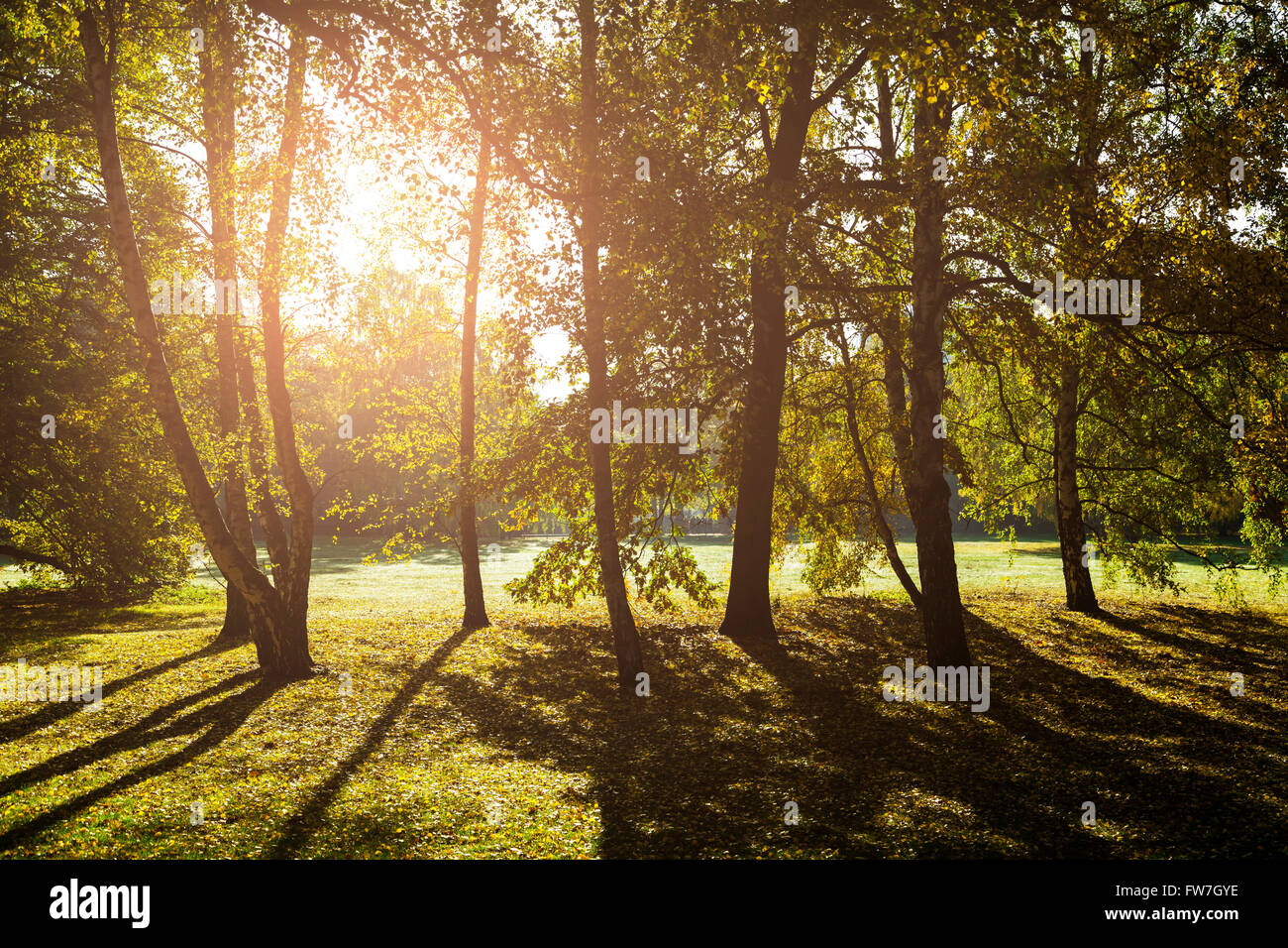 Forest glade e luce solare Foto Stock