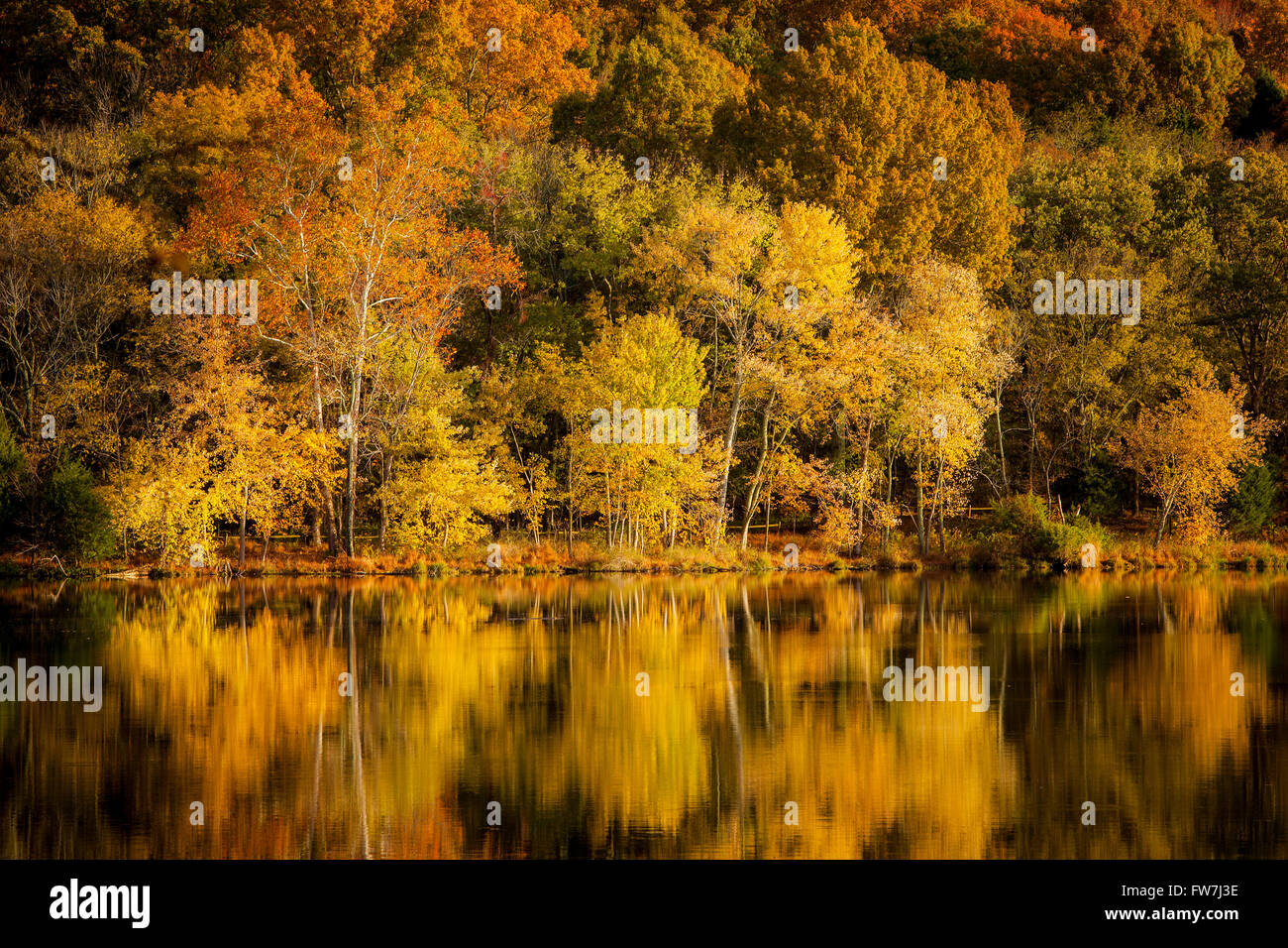 Colore di autunno a Radnor Lake, Nashville Tennessee, USA Foto Stock