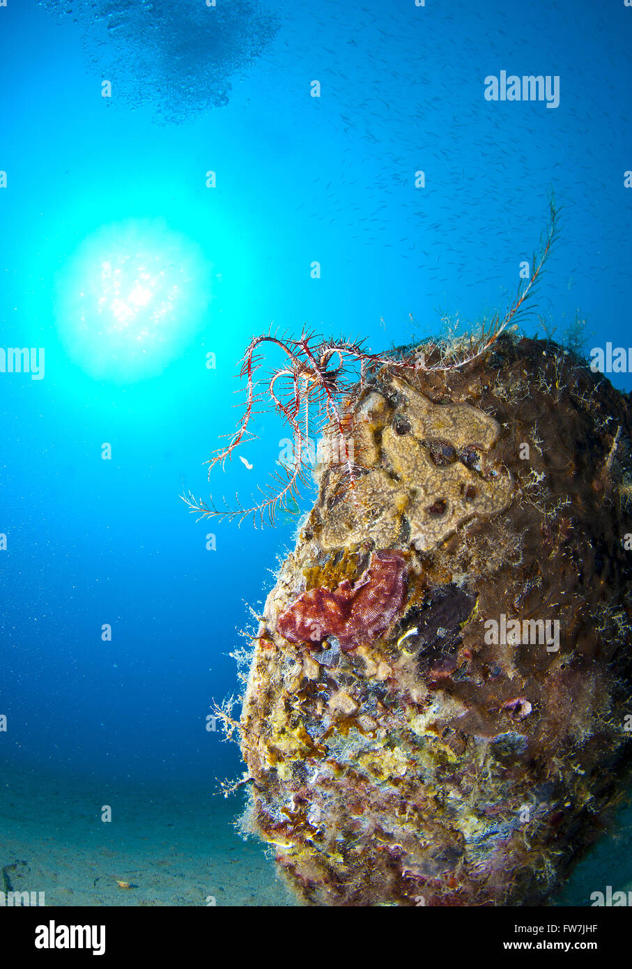 Conchiglia gigante immerso nella sabbia sotto il mare Foto Stock